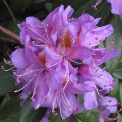 Rhododendron violet pontique